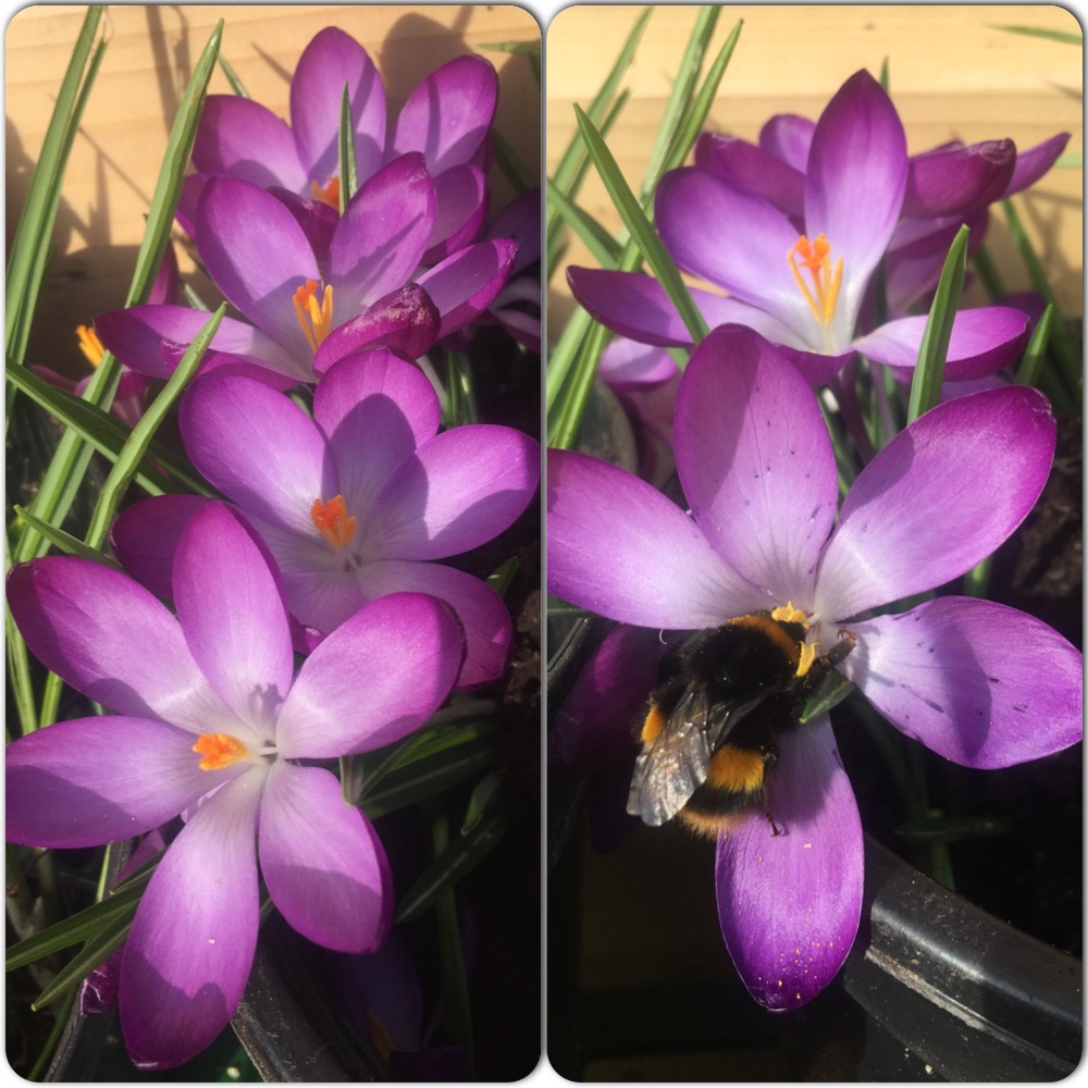 Crocuses