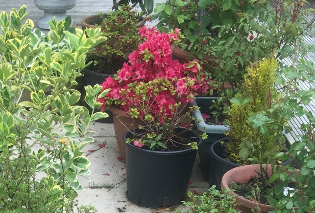 Mother's Day azalea