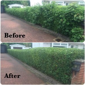 Low Hedge Trim - Before & After Low Hedge Trim - Before & After