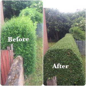 Long Hedge Trimming - Before & After