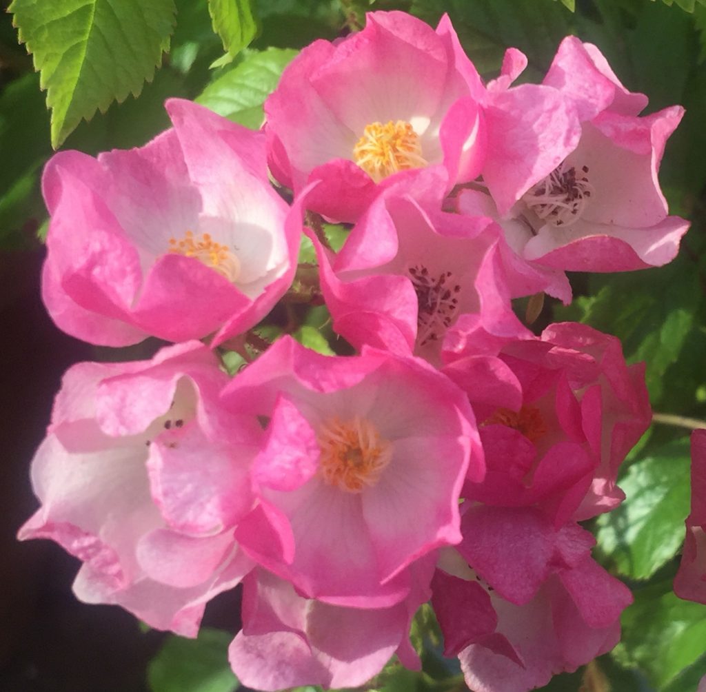 Ballerina rose Ballerina rose