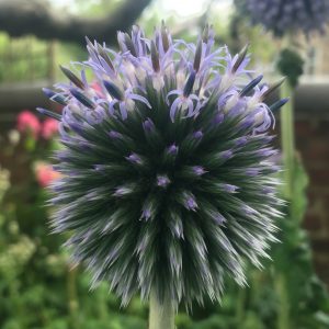 Echinops