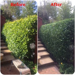 Boundary Hedge Trimming - Before & After