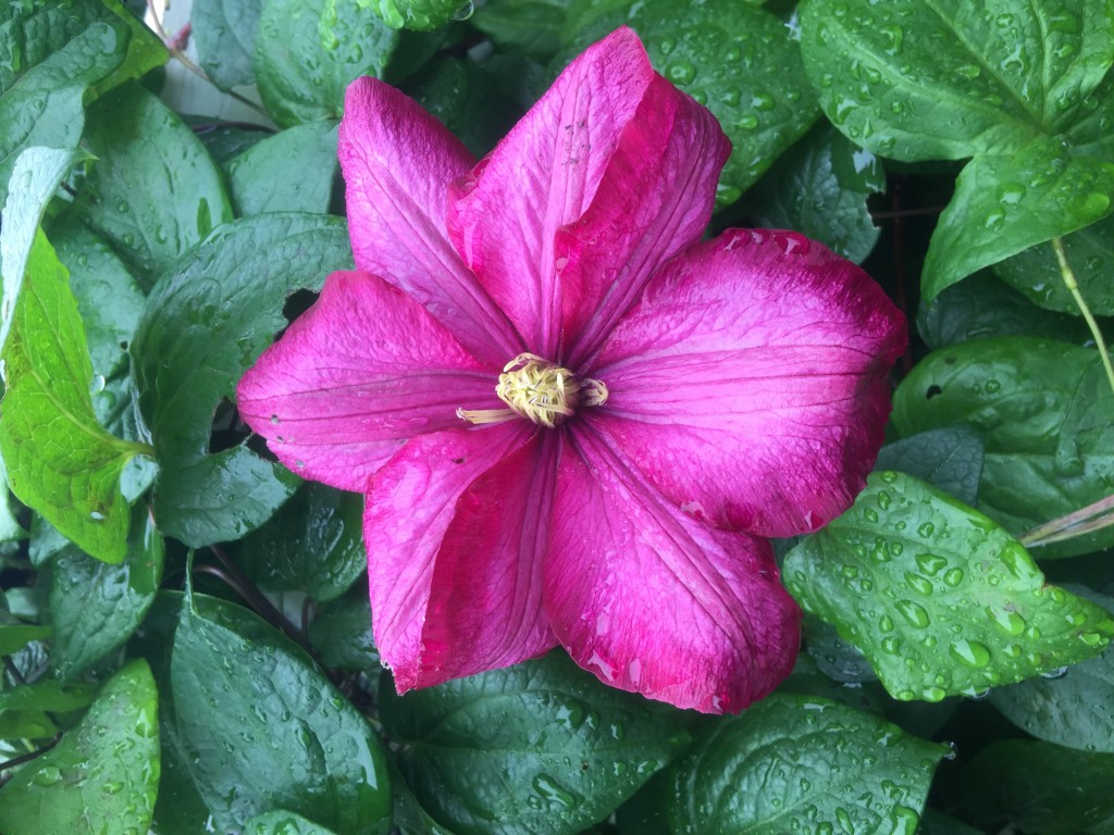 purple Clematis