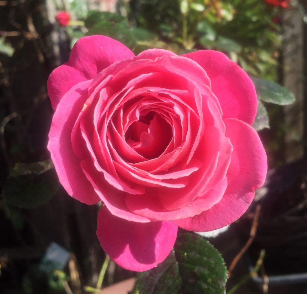 Rose 'pink abundance' Rose 'pink abundance'