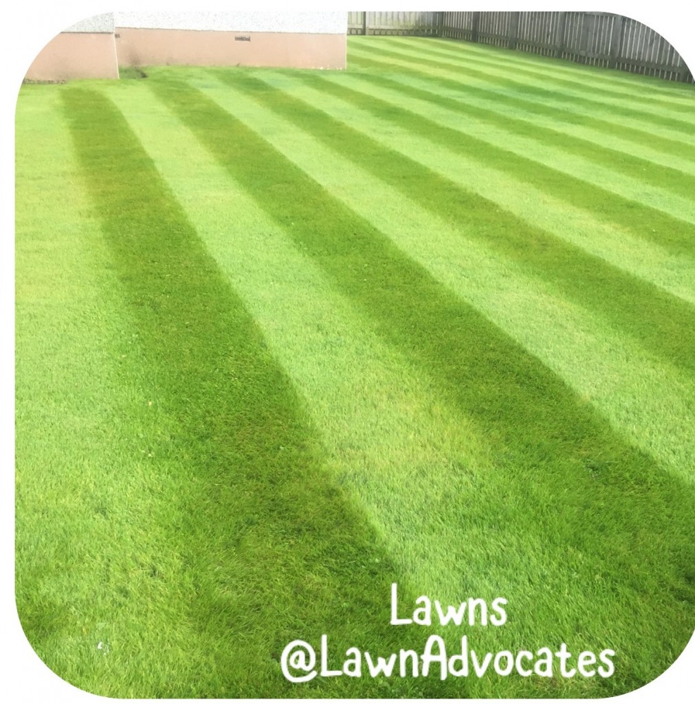 lawns The Lawn Advocates