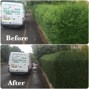 Front Hedge Trim - Before & After