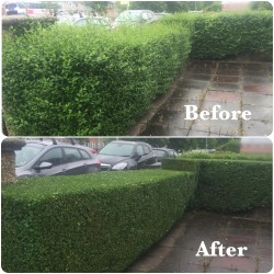 Low Hedge Trim - Before & After Low Hedge Trim - Before & After