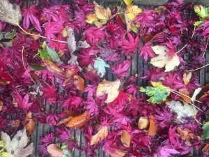 Autumn Acer leaves
