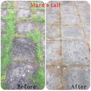 mare's tail - before & after weed spraying