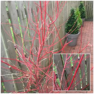 Coral Bark Acer - front door