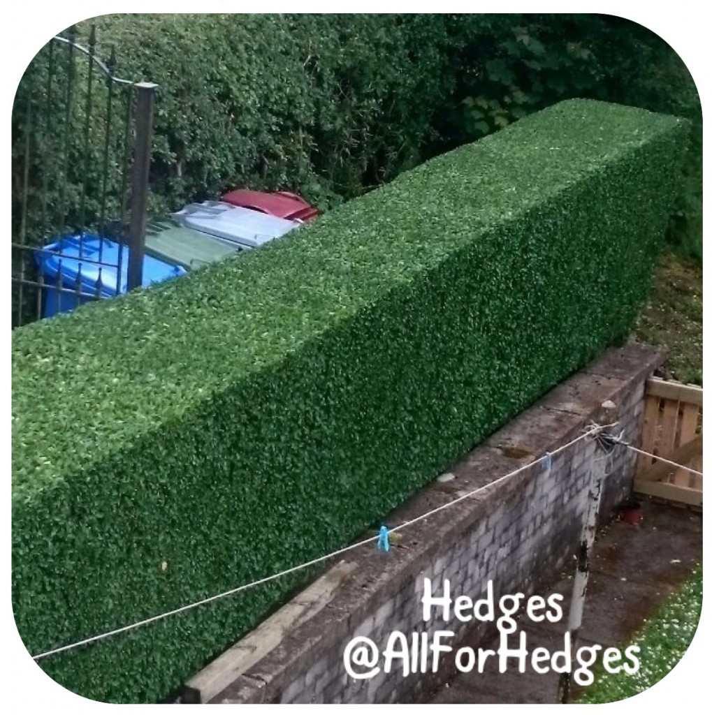 hedges All For Hedges