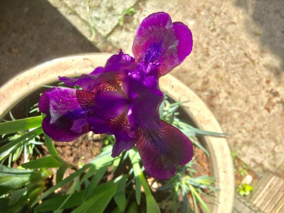 A 'Michael Paul' iris