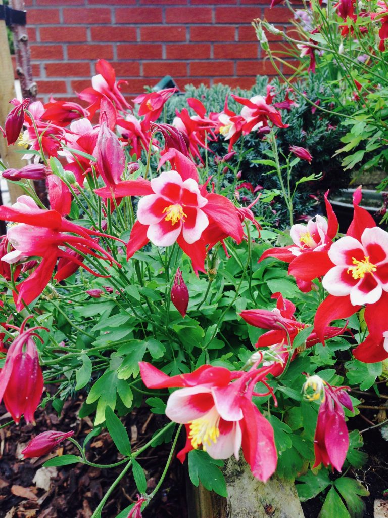 Aquilegia Red Hobbit