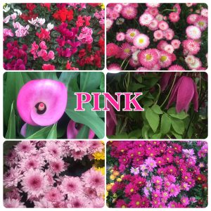 Pink flowers Pink flowers
