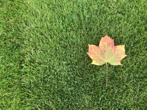 Sycamore leaf on grass - autumn