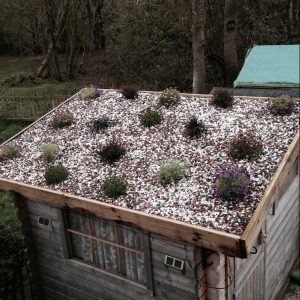 old shed roof garden