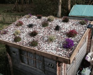 Shed roof beginning