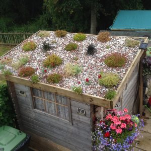 old shed roof garden