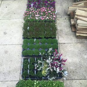 alpine plants in 9cm pots