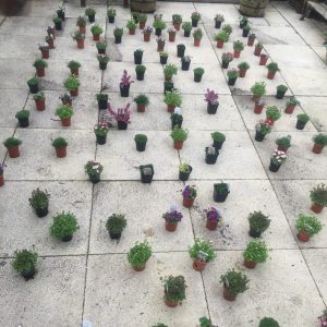 9cm plant pots layout