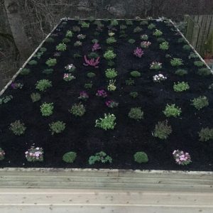 plants on shed roof day 1