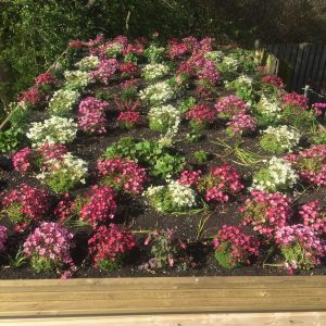 plants on shed roof year 1