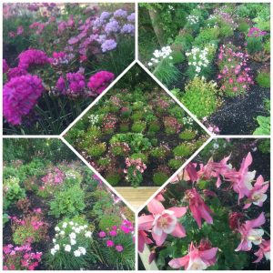 shed roof garden June 2015