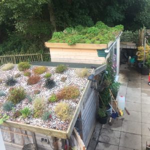 shed roof garden August 2015