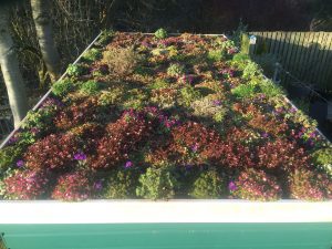 shed roof garden March 2016