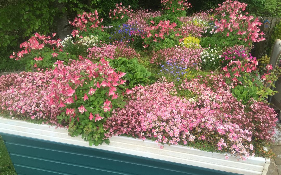 shed roof garden May 2016