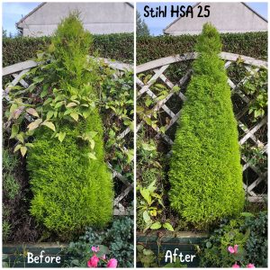 Conifer before & after