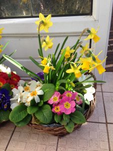 Daffodil with primroses