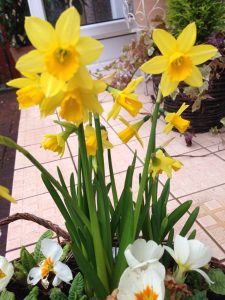 Daffodils at front door