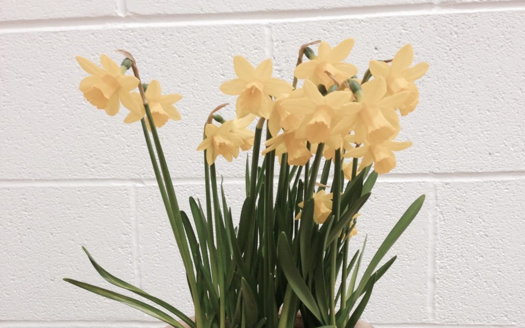 Daffodils in a small clay pot
