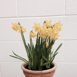 Daffodils in a small clay pot