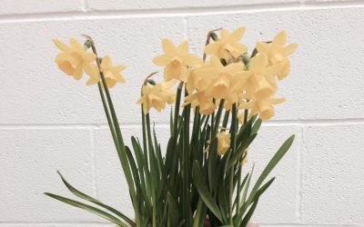 The Ubiquitous Daffodil