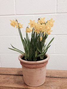 Daffodils in a small clay pot