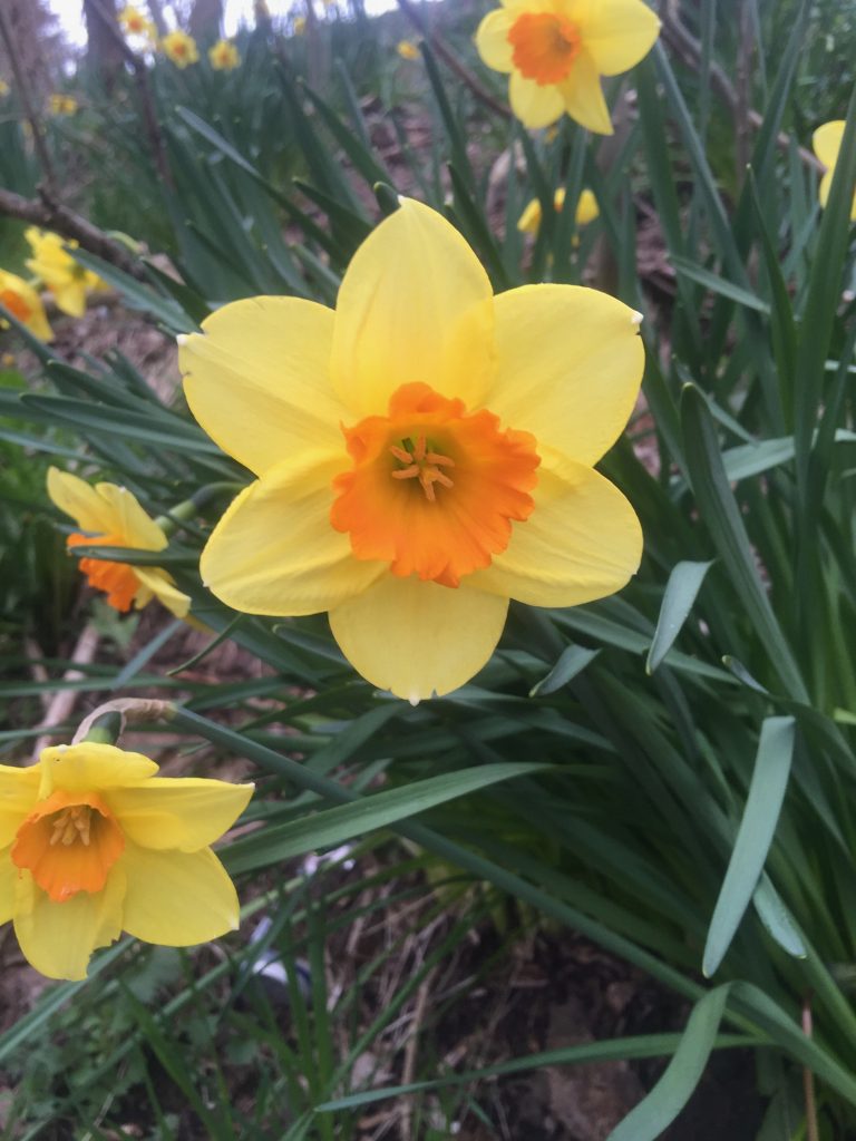 Daffodil yellow and orange