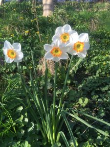 Daffodil - white and yellow