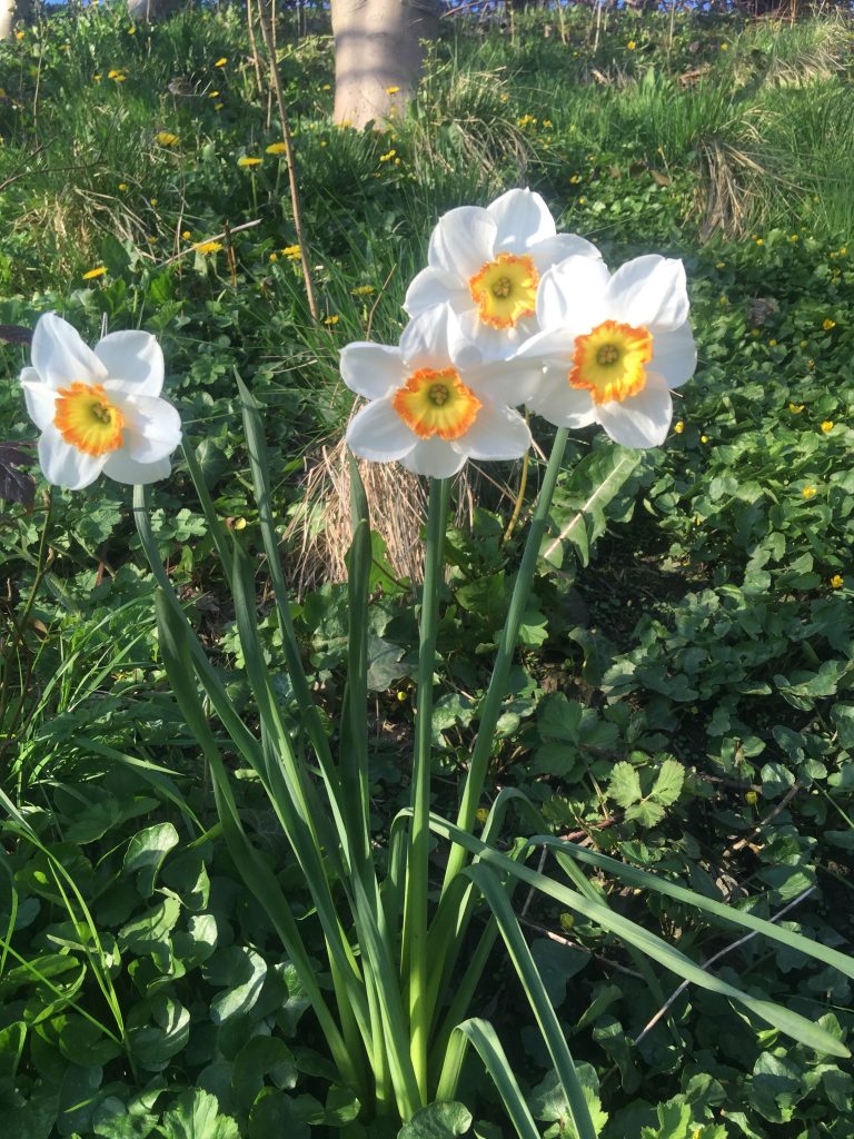 Daffodil - white and yellow Daffodil - white and yellow