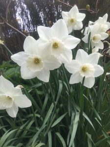 Daffodil - white