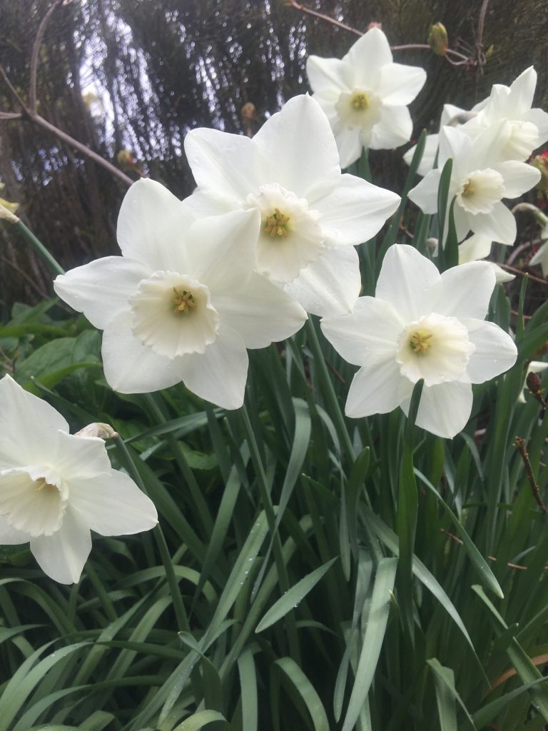 Daffodil - white Daffodil - white