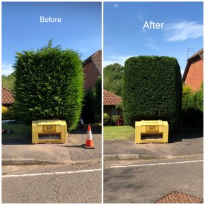 High Hedge trimming - Before & After