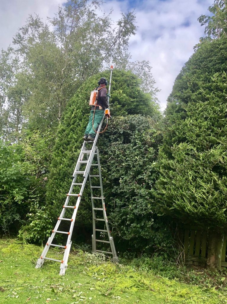 High Conifer Hedge trimming