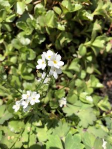 White Forget-Me-Nots - wild about weeds