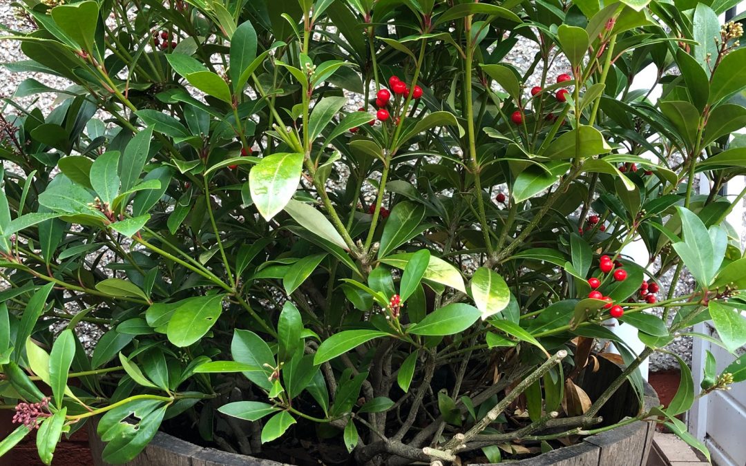 Skimmia shrub - plants of the month - January