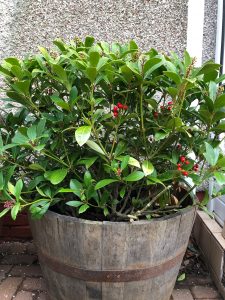 Skimmia shrub - plants of the month - January