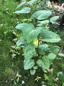 Japanese Knotweed - wild about weeds