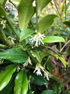 Sarcococca flowers - plants of the month - January